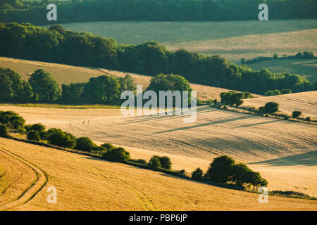 Serata estiva sulla South Downs vicino a Brighton, East Sussex, Inghilterra. Foto Stock