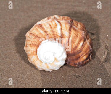 Il mollusco (o mollusco) guscio è tipicamente un esoscheletro calcareo che racchiude e supporta e protegge le parti molli di un animale per il phylum Foto Stock