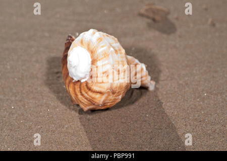 Il mollusco (o mollusco) guscio è tipicamente un esoscheletro calcareo che racchiude e supporta e protegge le parti molli di un animale per il phylum Foto Stock