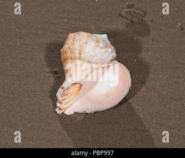 Il mollusco (o mollusco) guscio è tipicamente un esoscheletro calcareo che racchiude e supporta e protegge le parti molli di un animale per il phylum Foto Stock