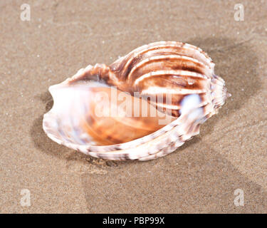 Il mollusco (o mollusco) guscio è tipicamente un esoscheletro calcareo che racchiude e supporta e protegge le parti molli di un animale per il phylum Foto Stock