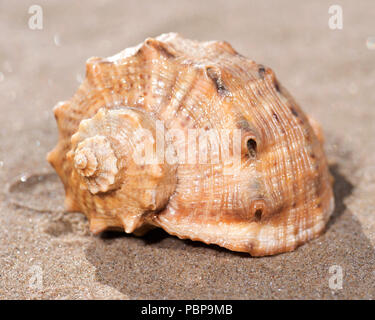 Il mollusco (o mollusco) guscio è tipicamente un esoscheletro calcareo che racchiude e supporta e protegge le parti molli di un animale per il phylum Foto Stock