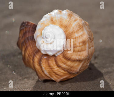 Il mollusco (o mollusco) guscio è tipicamente un esoscheletro calcareo che racchiude e supporta e protegge le parti molli di un animale per il phylum Foto Stock