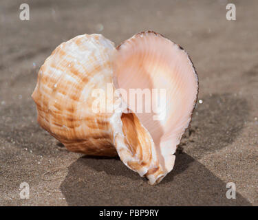 Il mollusco (o mollusco) guscio è tipicamente un esoscheletro calcareo che racchiude e supporta e protegge le parti molli di un animale per il phylum Foto Stock