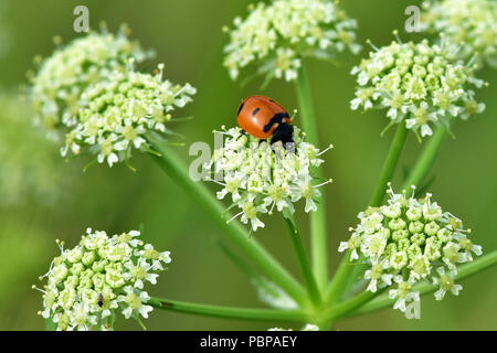 Yarrow (Achillea millefolium) è una importante fonte di cibo per Alaska's Bees e coleotteri e viene utilizzata in molti sistemi nativi della medicina. Foto Stock