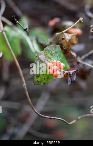 Perfoliate o dolce Caprifoglio bacche. Nome scientifico: Lonicera caprifolium. Foto Stock