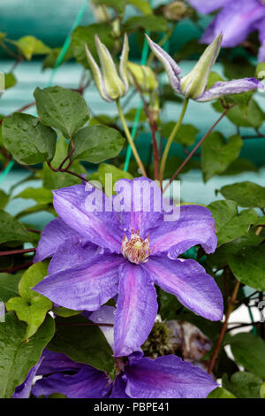 Primo piano di clematis pianta con fiori viola. Foto Stock