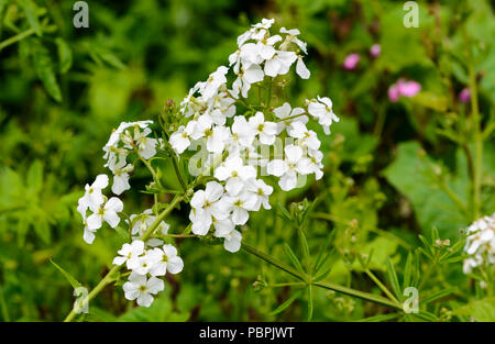 Dame della pianta di violetta, noto anche come Dame's Rocket (Hesperis Matronalis) cresce in estate nel West Sussex, in Inghilterra, Regno Unito. Vedere il campo descrizione. Foto Stock