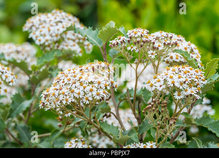Olearia macrodonta a inizio estate nel West Sussex, in Inghilterra, Regno Unito. AKA Mountain Holly, Arorangi e Nuova Zelanda Holly Foto Stock