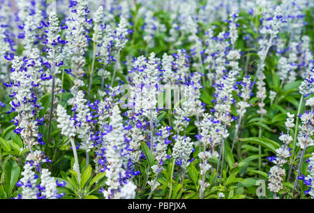 Mealycup Salvia, AKA farinoso salvia (Salvia farinacea 'SSe trata'), una biancheria da letto estate pianta perenne, in un letto di fiori d'estate, nel West Sussex, in Inghilterra, Regno Unito. Foto Stock