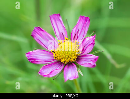 Cosmos bipinnatus cosmea, noto anche come Aster messicano o giardino cosmo, in estate nel West Sussex, in Inghilterra, Regno Unito. Pink Cosmos bipinnatus. Foto Stock