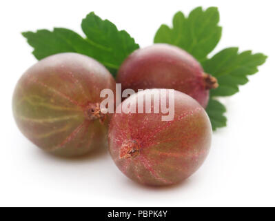 Fresche e mature uva spina su sfondo bianco Foto Stock