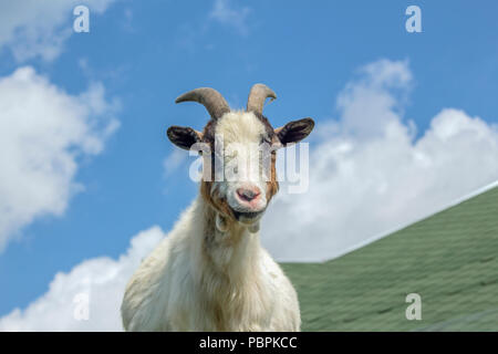 Camerun mini capra su un tetto contro il cielo. Foto Stock