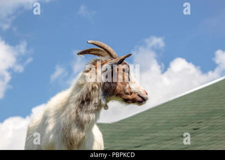 Un profilo stretto di un Camerun mini capra su un tetto contro lo sfondo del cielo. Foto Stock