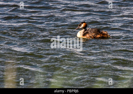 Rutland acqua Oakham 28 Luglio 2018: misto meteo condistion per il Birdwatching nella Riserva naturale blue sky riflessioni ai danni del vento per piattaforme di nesting e un mix di uccelli. Clifford Norton Alamy Live News. Foto Stock