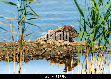 Rutland acqua Oakham 28 Luglio 2018: misto meteo condistion per il Birdwatching nella Riserva naturale blue sky riflessioni ai danni del vento per piattaforme di nesting e un mix di uccelli. Clifford Norton Alamy Live News. Foto Stock