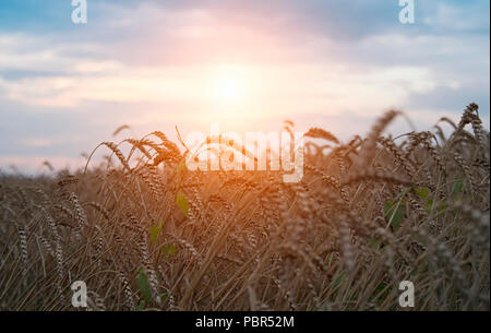 Golden harvest sotto blu cielo nuvoloso sul tramonto Foto Stock