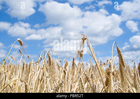 Golden harvest sotto blu cielo nuvoloso Foto Stock