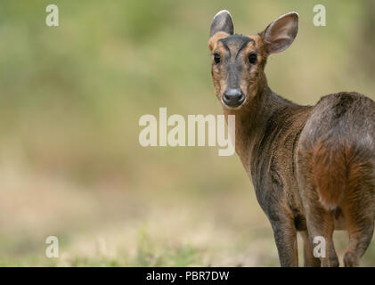 Reeves Muntjac(Muntiacus reevesi)sui terreni agricoli di Norfolk nel Regno Unito. Foto Stock
