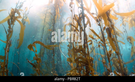 Isole del Canale, California (USA) - Novembre 19, 2017: foreste di fuco durante le immersioni subacquee in Isole del Canale, California. Riprese subacquee. Foto Stock