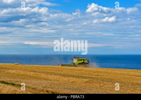 Mietitrebbia con le nuvole di polvere su un campo di orzo che si affaccia sul mare e a Moray Firth Scozia Scotland Foto Stock