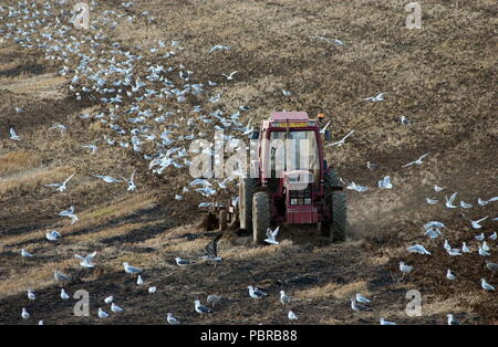 AJAXNETPHOTO. LE TOUQUET & BOULOGNE (vicino) FRANCIA - Agricoltura - un trattore che solcano i campi TRA LE TOUQUET E BOULOGNE. Foto:JONATHAN EASTLAND/AJAX REF:D50109/378 Foto Stock