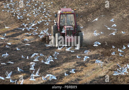 AJAXNETPHOTO. LE TOUQUET & BOULOGNE (vicino) FRANCIA - Agricoltura - un trattore che solcano i campi TRA LE TOUQUET E BOULOGNE. Foto:JONATHAN EASTLAND/AJAX REF:D50109/381 Foto Stock