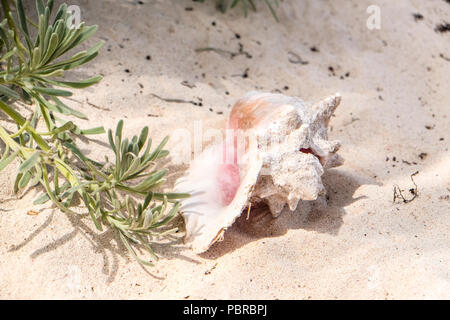 Una lumaca di mare guscio su una spiaggia di sabbia bianca a Isola Cayman Foto Stock