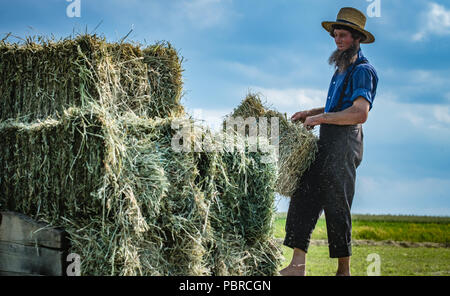 L'agricoltore Amish raccolto balle di fieno. Foto Stock