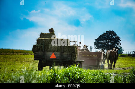 L'agricoltore Amish raccolto balle di fieno. Foto Stock