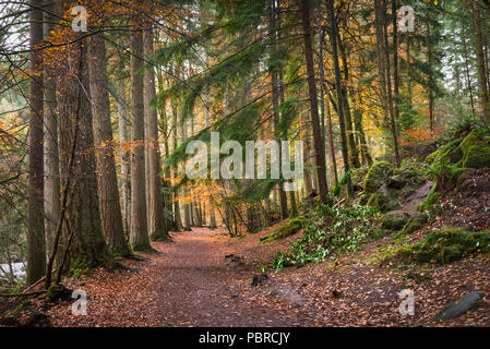 Una favola come immagine di un sentiero che prodigi attraverso una foresta di colorati di Scozia Foto Stock