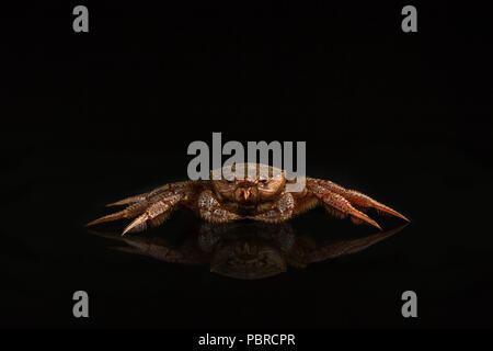 Il Granchio Peloso Foto Stock