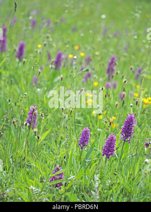 Viola flowerspikes del nord della Marsh Orchid hybrid (Dactylorhiza purpurella x) in prato con renoncules e ribwort piantaggine in Cumbria, England, Regno Unito Foto Stock