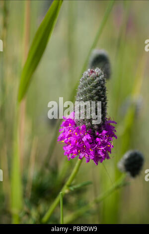 Viola prairie clover