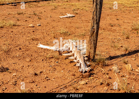 Le ossa sparse lungo la linea della recinzione ad ovest del Texas Foto Stock