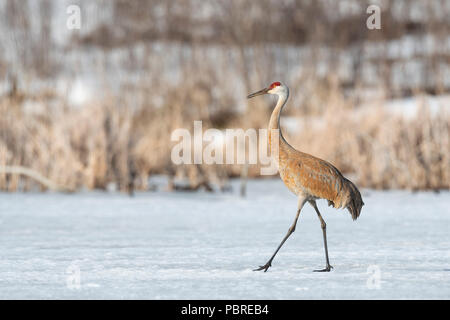 Sandhill gru (Antigone canadensis, precedentemente Grus canadensis), tarda primavera, MN, USA di Dominique Braud/Dembinsky Foto Assoc Foto Stock