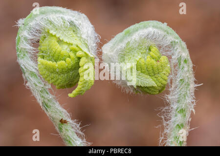 La cannella fern (Osmundastrum cinnamomeum) fiddlehead dispiegarsi, Maggio, e NA, Dominique Braud/Dembinsky Foto Assoc Foto Stock