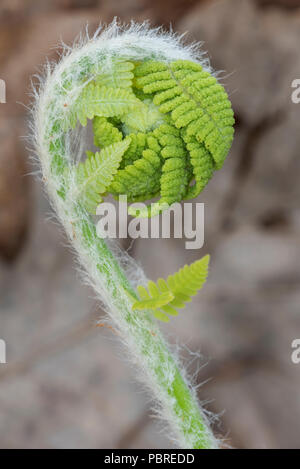 La cannella fern (Osmundastrum cinnamomeum) fiddlehead dispiegarsi, Maggio, e NA, Dominique Braud/Dembinsky Foto Assoc Foto Stock