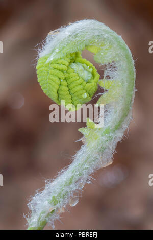 La cannella fern (Osmundastrum cinnamomeum) fiddlehead dispiegarsi, Maggio, e NA, Dominique Braud/Dembinsky Foto Assoc Foto Stock