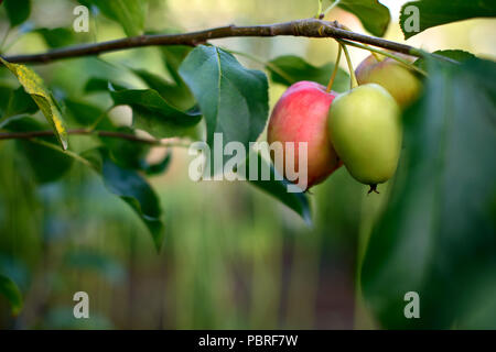 Il rosso e il verde mele cresce su di un ramo tra il fogliame verde con libera spazio di copia Foto Stock