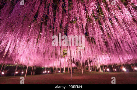 Bellissima vista del Grande purple rosa pergolato di glicine in notturna ad Ashikaga parco floreale, Giappone. Viaggi Natura, bellezza naturale del concetto. Foto Stock