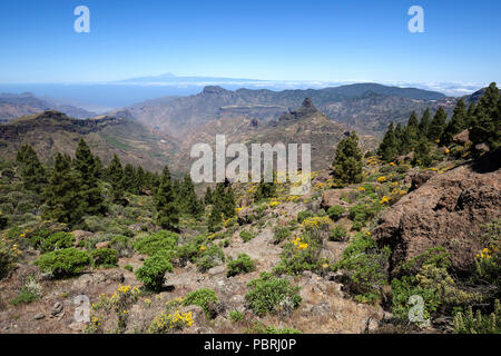 Vista dal sentiero intorno al Roque Nublo sulla vegetazione in fiore, Isola Canarie pini (Pinus canariensis), alle spalle di Tenerife Foto Stock