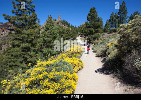 Percorso a piedi attraverso la vegetazione di fioritura di La Goleta al Roque Nublo, cult rock dell'antica canarini, Gran Canaria Foto Stock