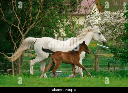 Mare con puledro, Hesse, Germania Foto Stock