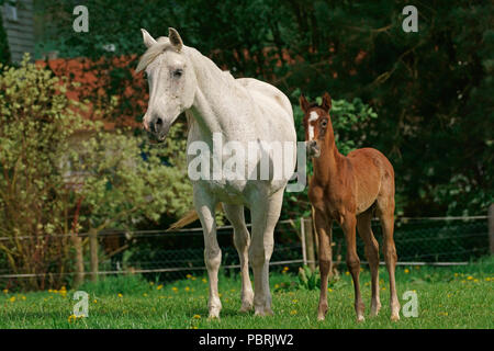 Mare con puledro, Hesse, Germania Foto Stock