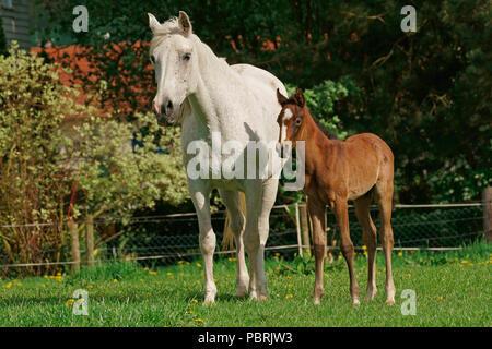 Mare con puledro, Hesse, Germania Foto Stock