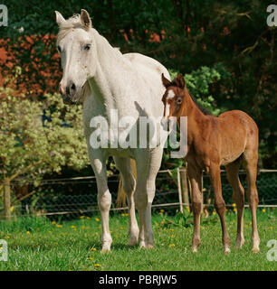 Mare con puledro, Hesse, Germania Foto Stock