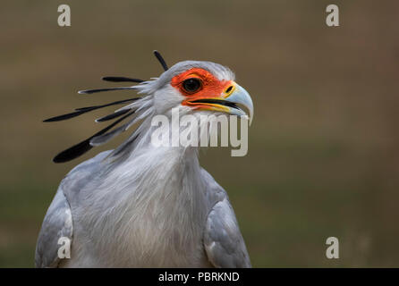 Uccello di segretaria Foto Stock