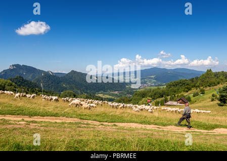 SZCZAWNICA, Polonia - 9 Agosto 2016: Pastore con pecore al pascolo su terreni adibiti a pascolo in Pieniny mountains. La Polonia. Foto Stock