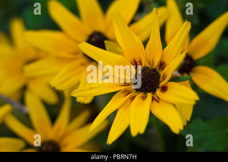 Black-eyed susan (Rudbeckia hirta) in una casa giardino nel cortile. Preso 16 Settembre, 2017. Foto Stock